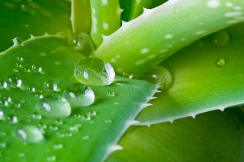 les bienfaits de l'aloe vera