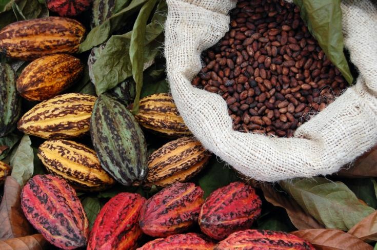 Les bienfaits de la fève de cacao 