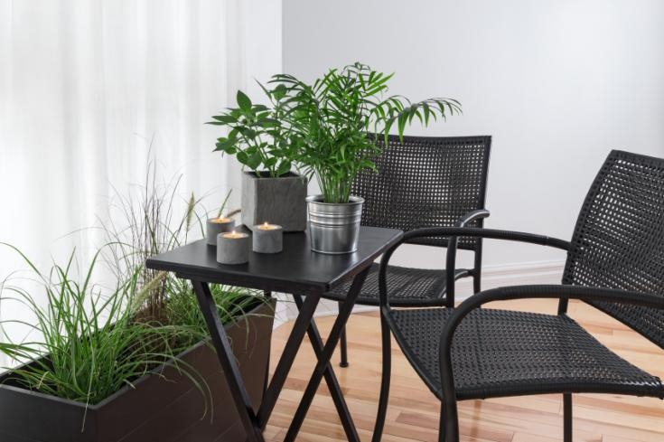 plantes pour assainir son interieur